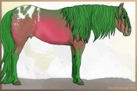 Horse Color:Watercolor Bay Appaloosa