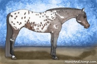 Horse Color:White Spotted Brown Appaloosa Rabicano 