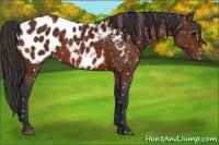 Horse Color:Brown Appaloosa 