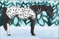 Horse Color:Black Appaloosa