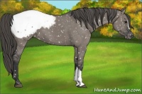 Horse Color:Grullo Snowcap