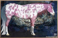 Horse Color:White Spotted Classic Cream Champagne Dun Splash Appaloosa Rabicano 