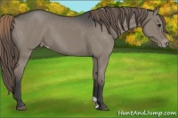 Horse Color:Smoky Grullo Varnish 