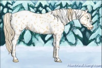 Horse Color:Gold Champagne Dun Appaloosa 