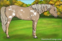 Horse Color:White Spotted Red Roan Rabicano