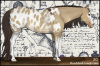 Horse Color:White Spotted Liver Red Dun Sabino Appaloosa Rabicano