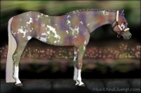 Horse Color:Nacre White Spotted Chocolate Palomino Rabicano