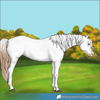 Horse Color:Chestnut Near Leopard 