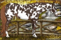 Horse Color:Liver Chestnut Frame Appaloosa 