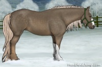 Horse Color:Chocolate Palomino 
