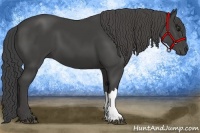 Horse Color:Smoky Black 