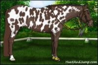Horse Color:Liver Chestnut Appaloosa