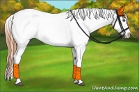 Horse Color:Buckskin Roan Appaloosa 