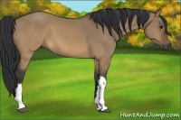 Horse Color:Brown Dun