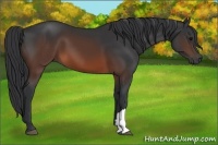 Horse Color:Brown 