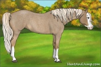 Horse Color:Palomino Roan Splash Rabicano