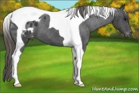 Horse Color:Smoky Black Tobiano Appaloosa 