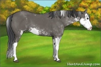 Horse Color:Grullo Sabino Splash
