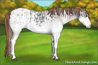 Horse Color:White Spotted Blue Roan Appaloosa Rabicano  and White Spotted Red Roan Appaloosa Rabicano 