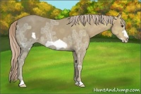 Horse Color:Palomino Ice Frame 