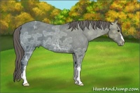 Horse Color:Smoky Black Ice Appaloosa 