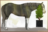 Horse Color:Liver Chestnut Mushroom Splash 