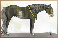 Horse Color:Liver Chestnut Sabino 