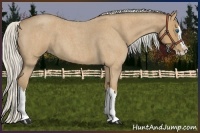 Horse Color:Silver Buckskin Roan Splash 
