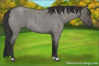 Horse Color:Grullo Roan 