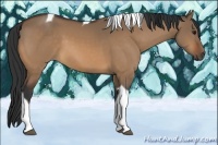 Horse Color:Bay Dun Tobiano 