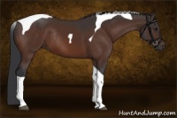 Horse Color:Bay Tobiano Rabicano 