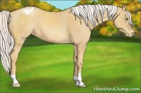 Horse Color:Silver Sable Cream Champagne Appaloosa 