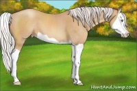 Horse Color:Silver Amber Champagne Splash 