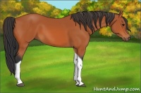 Horse Color:Bay Tobiano 