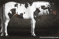 Horse Color:White Spotted Liver Chestnut Tobiano 