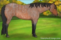 Horse Color:Bay Roan  and Bay Roan 