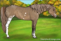 Horse Color:White Spotted Liver Red Dun 