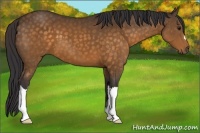 Horse Color:Buckskin 