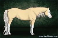 Horse Color:Palomino Dun Splash 