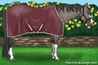 Horse Color:Grullo Appaloosa 