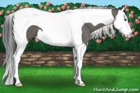 Horse Color:Grullo Splash Tobiano 