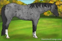 Horse Color:Blue Roan 