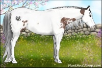 Horse Color:Brown Splash Tobiano Appaloosa Rabicano