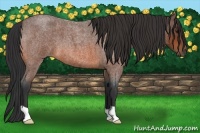 Horse Color:Bay Roan