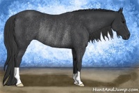 Horse Color:Black Rabicano 