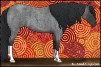 Horse Color:Blue Roan 