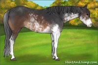 Horse Color:Brown Sabino