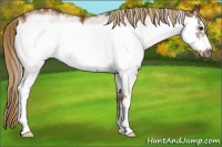 Horse Color:White Spotted Chestnut Frame