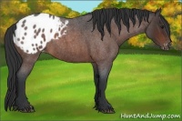 Horse Color:Brown Roan Appaloosa