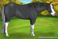 Horse Color:Blue Roan Splash